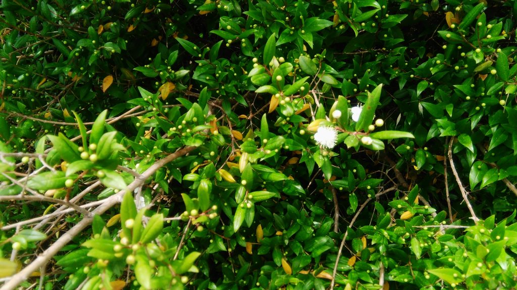 Lu Brandali - siti archeologici gallura Il mirto in fiore - Lu Brandali