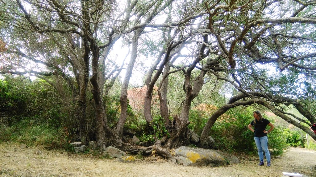 Lu Brandali - siti archeologici gallura Antichissimi olivastri - Lu Brandali