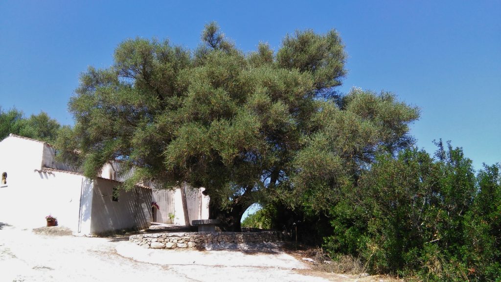 Il grande ulivo del santuario di San Giovanni