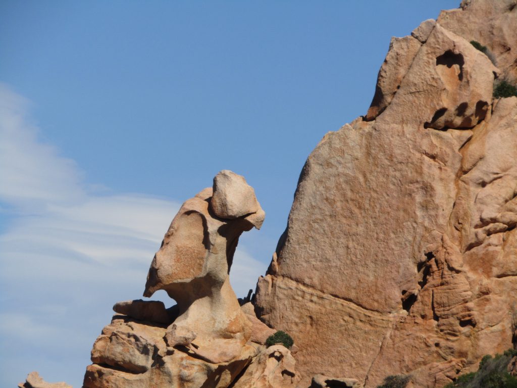 Il falco di Costa Paradiso