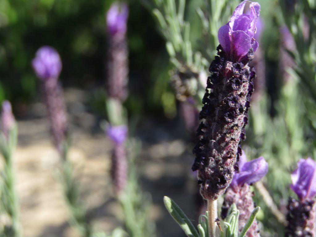 Lavanda selvatica